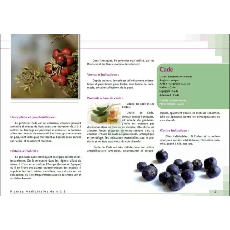 Plantes Médicinales de Méditerranée et d'Orient